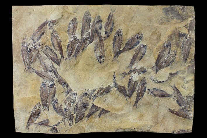Fossil Fish (Gosiutichthys) Mortality Plate - Lake Gosiute #130095